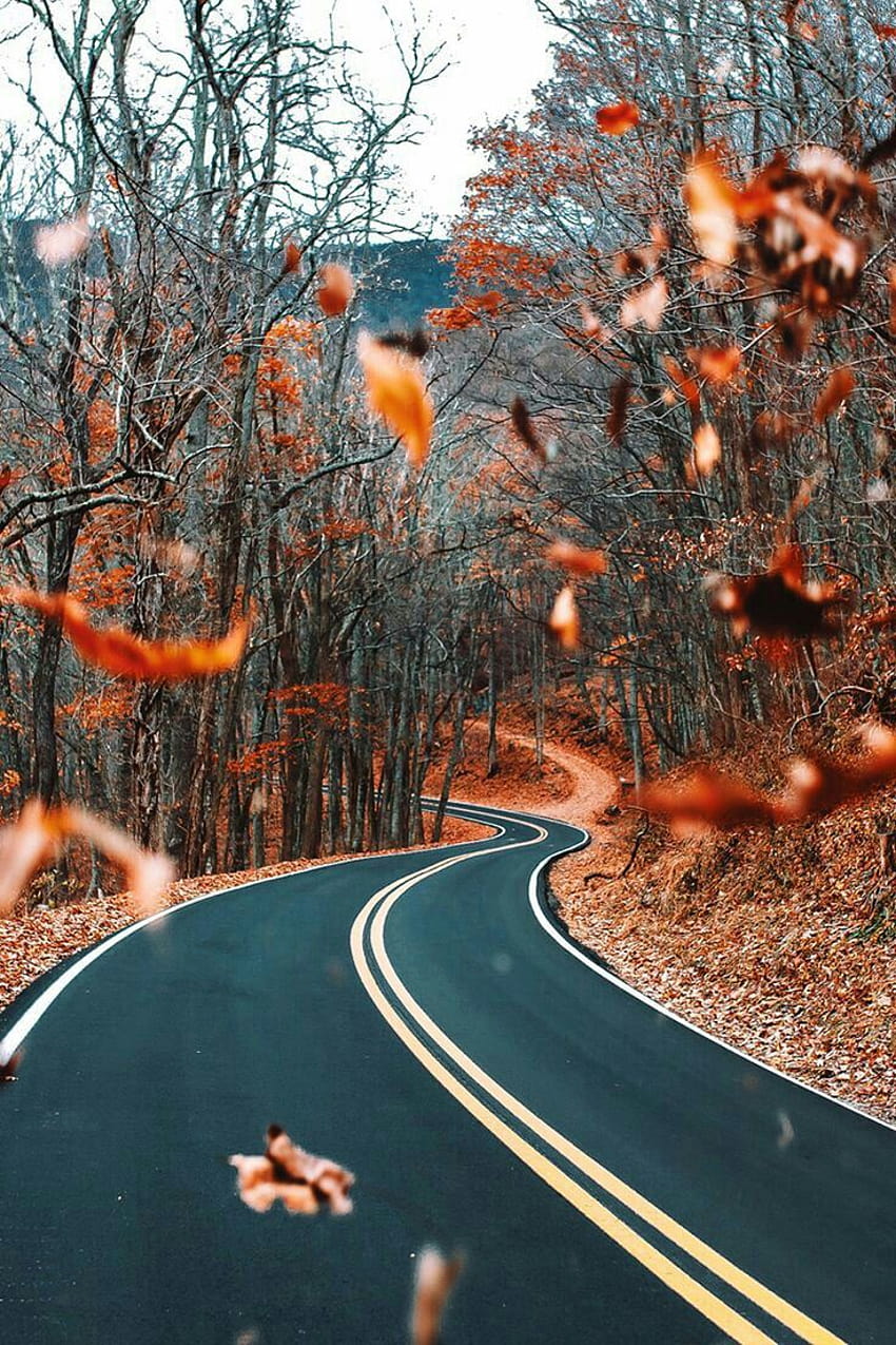 Just as the seasons change, America has decided to change course. May the twists and turns ahead be smooth one…, autumn america HD phone wallpaper