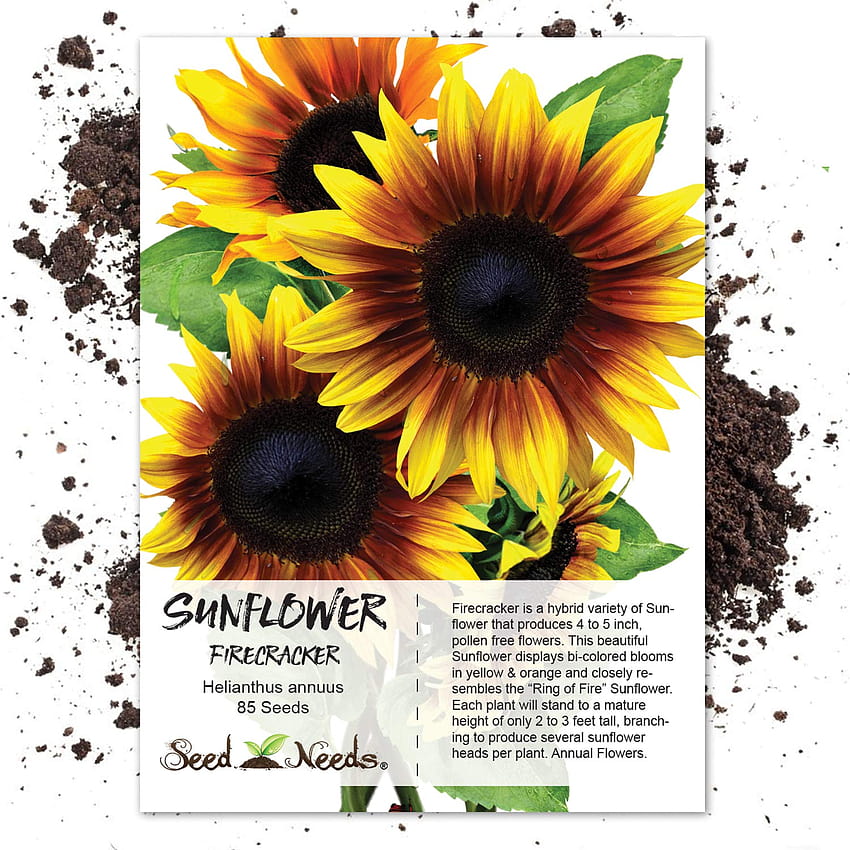 Amazon : Пакет от 85 семена, Firecracker Sunflower, helianthus annuus HD тапет за телефон