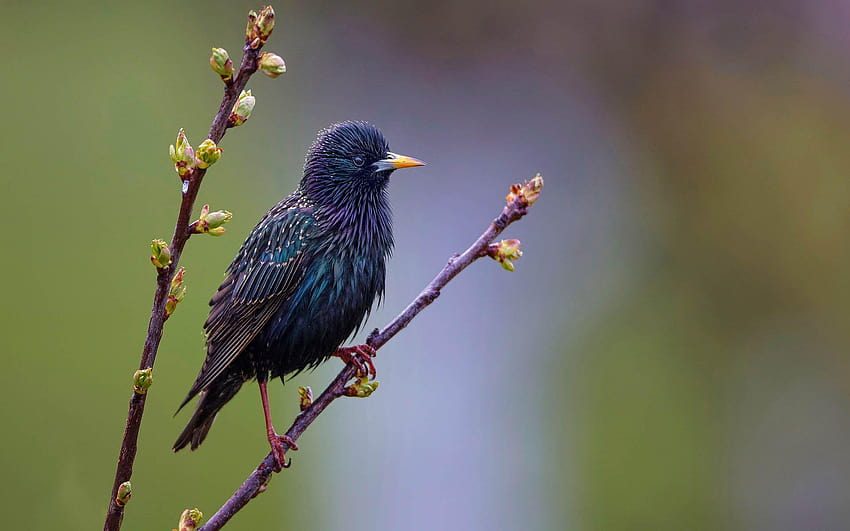 1920x1200 starling for computer HD wallpaper