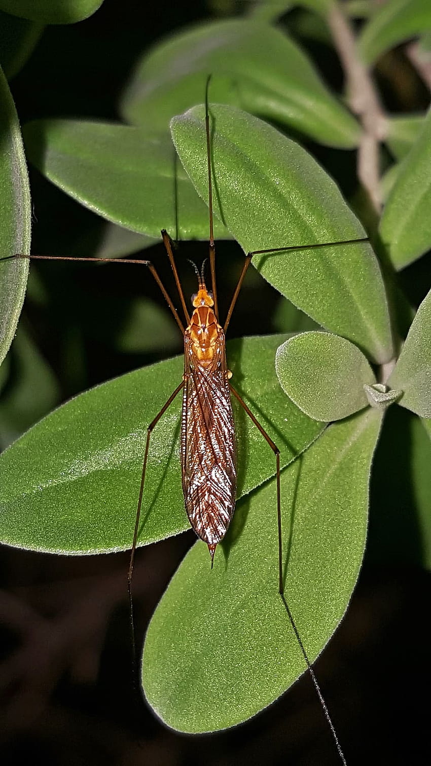 Mosquito eater , crane fly HD phone wallpaper