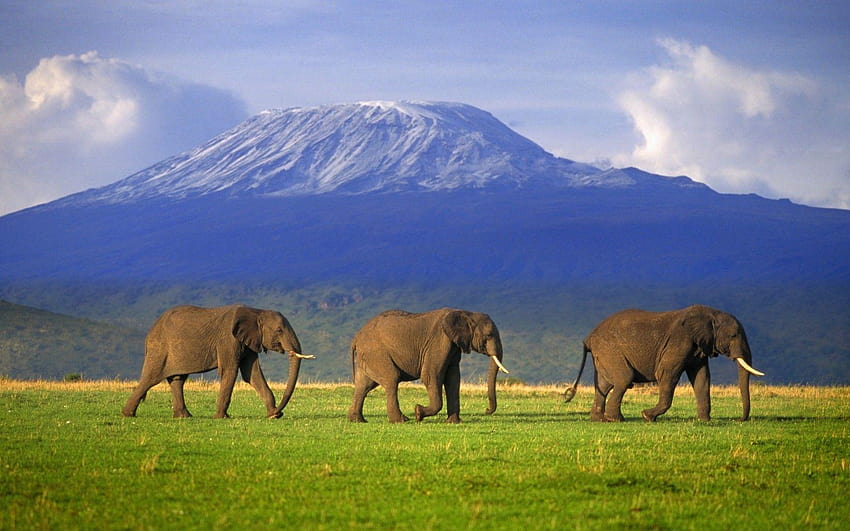 MOUNT KILIMANJARO: my daughter's goal is to climb this some day HD wallpaper