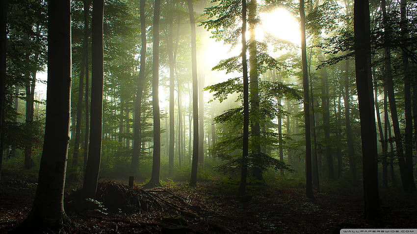 Coniferous Forest ❤ untuk Ultra TV, hutan Wallpaper HD