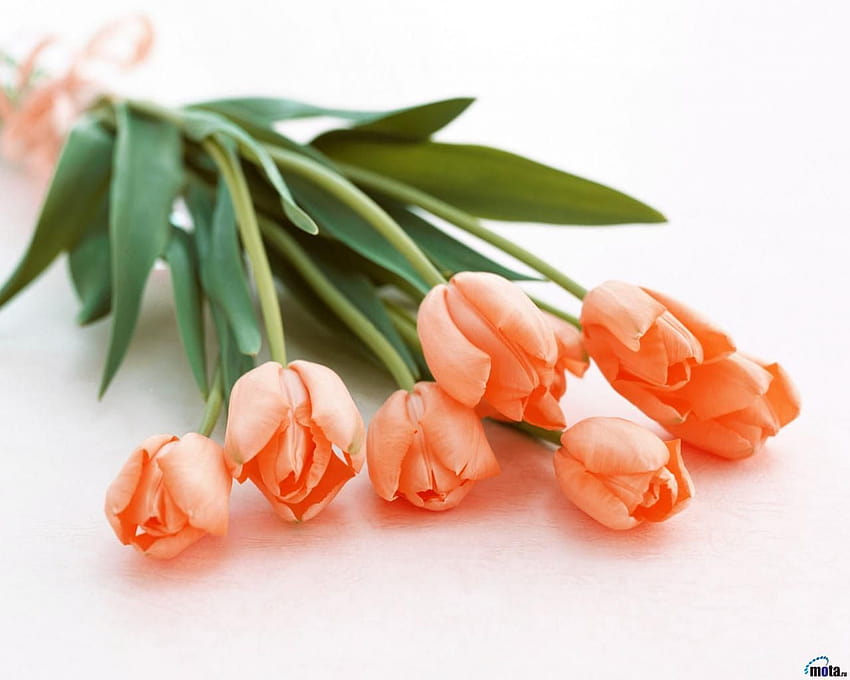 Oooohh, peach ones! :D, orange tulips bunch HD wallpaper