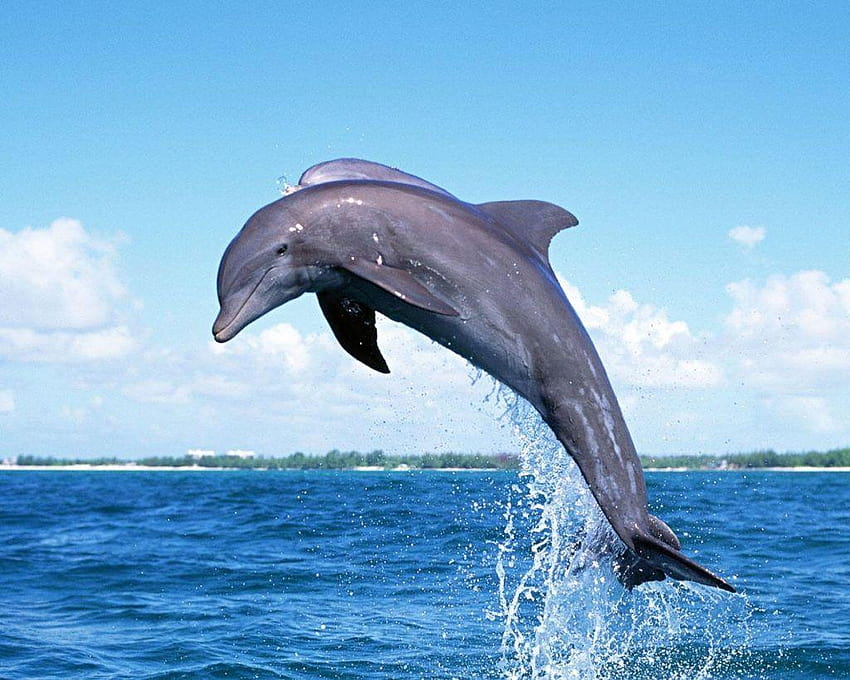 Dolphins Fish, jumping dolphin HD wallpaper