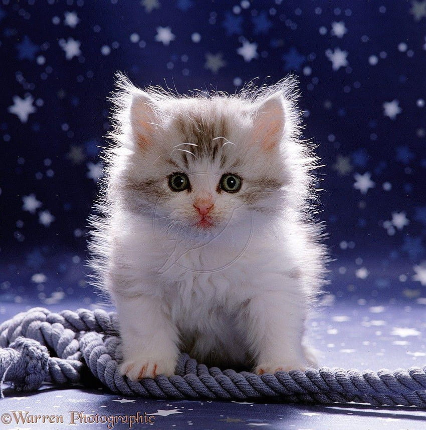 Fluffy Cute Kitten, white fluffy cat HD phone wallpaper