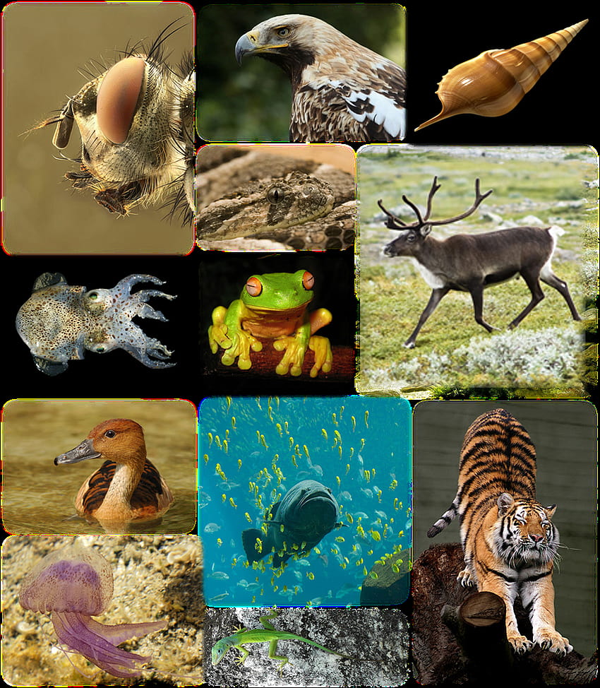 Biodiversidad mundial, día internacional de la diversidad biológica fondo de pantalla del teléfono