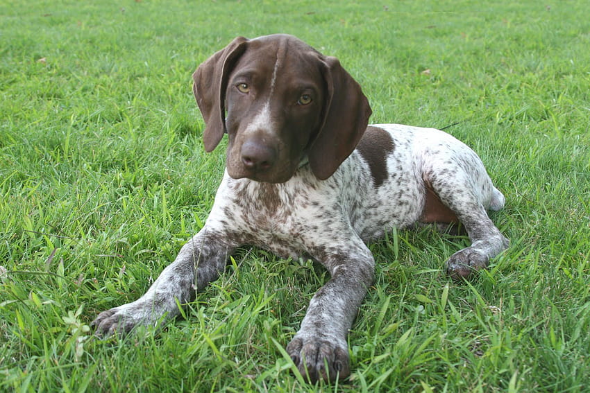 Small German Shorthaired Pointer and . Beautiful Small German Shorthaired Pointer, german shorthaired pointers HD wallpaper