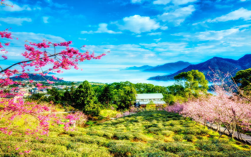 China Bloom On Cherry Spring Sky Clouds Trees Mountains Mountains Landscape 2560x1600 : 13, spring skies HD wallpaper