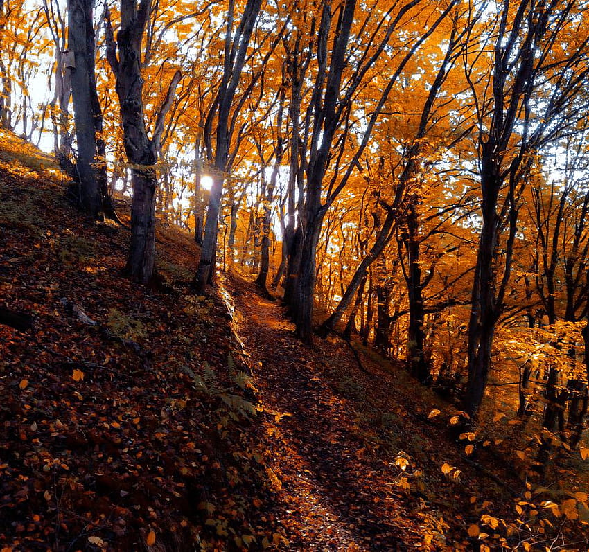 Autumn in South Sweden [OC] [962×902] : AutumnPorn, sweden autumn HD wallpaper