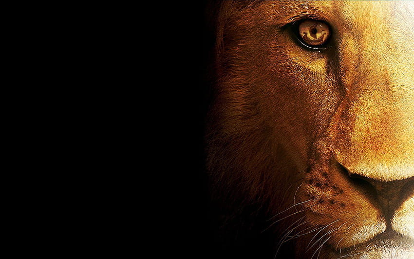 Expédier à travers un Lions Eyes sur MobDecor, yeux de lion Fond d'écran HD