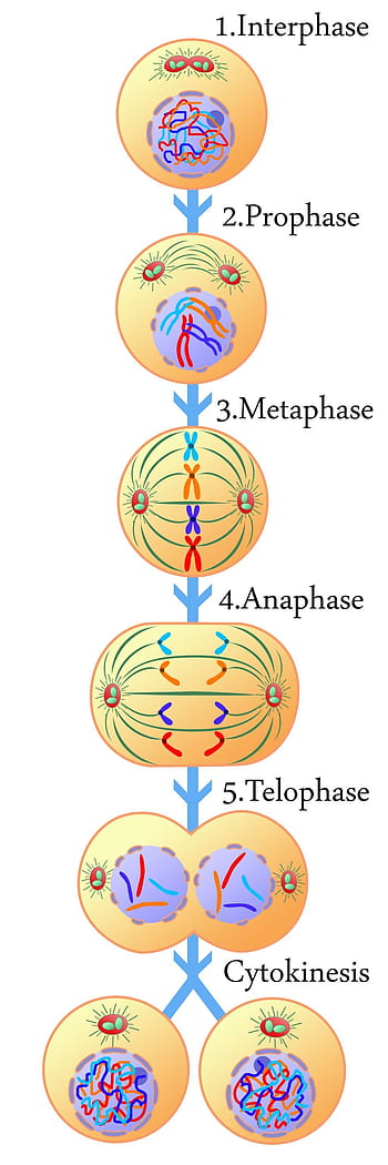 What is the Cell Division?: Type & Phases - Khan Global Studies Blogs