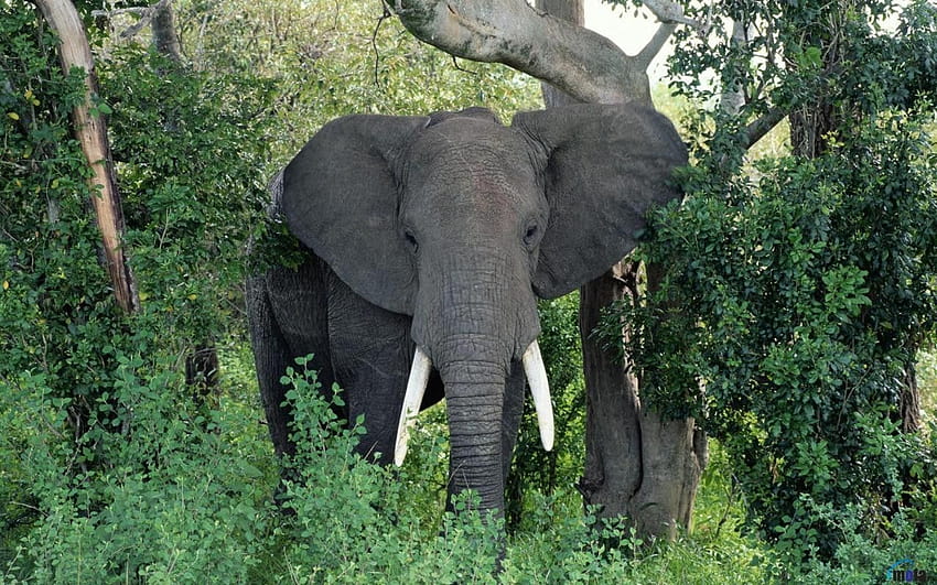Jungle Animals Elephants African Elephant Bull Trees, elephant trees forest HD wallpaper