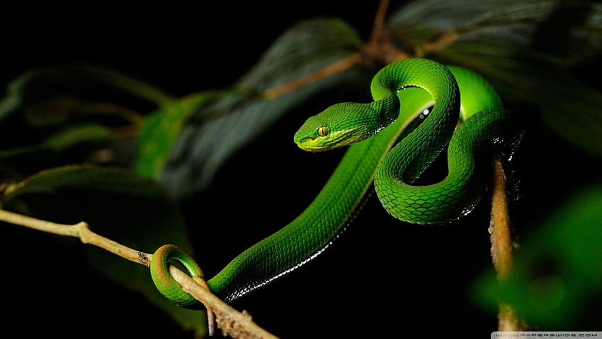 Art Green Snake High Definition, viper snake head HD wallpaper