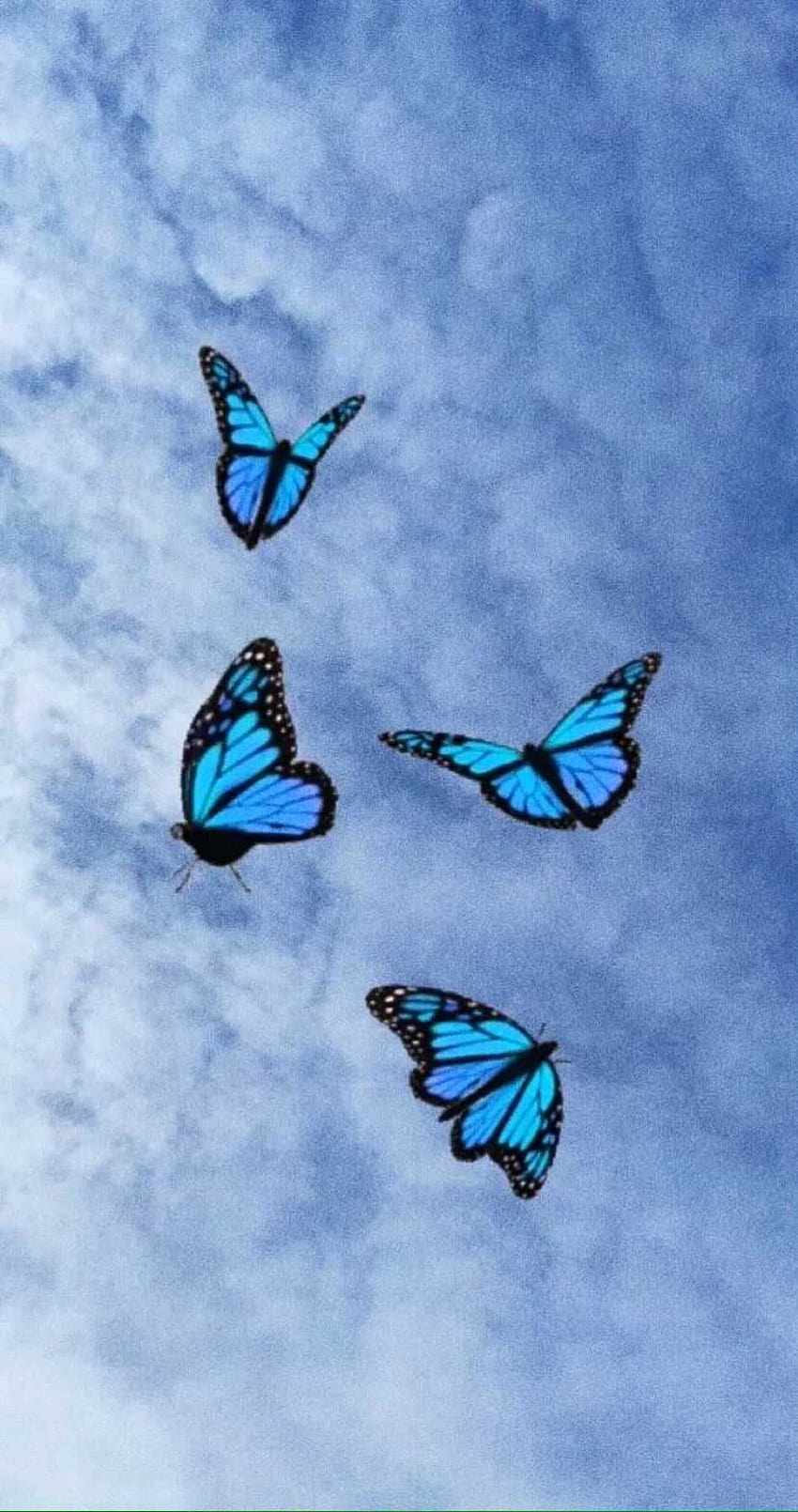 파란 나비, 나비 모빌 HD 전화 배경 화면