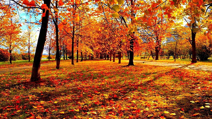 NYC Autumn, new york autumn leaves HD wallpaper | Pxfuel