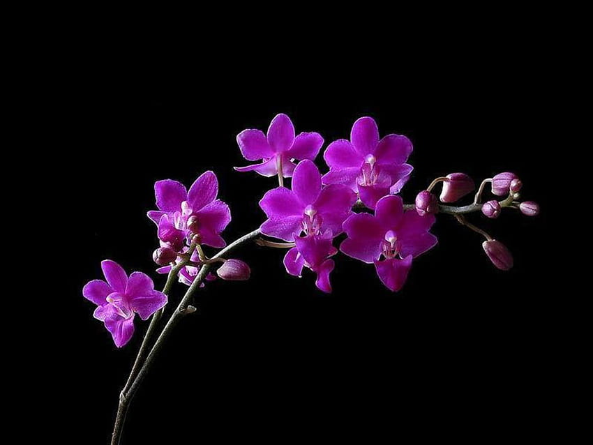 Flowers Mauve, mauve and red orchid HD wallpaper