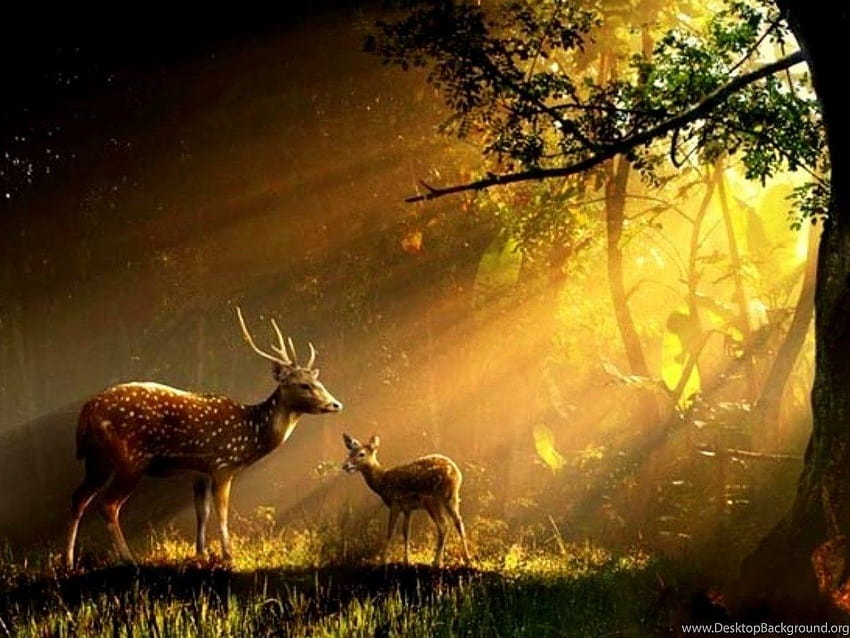 美しい光線動物バック ディア Doe 森草太陽背景、doe とバック 高画質の壁紙