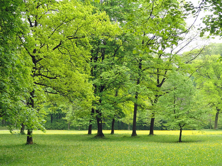 เยอรมนี ต้นไม้ธรรมชาติ ใบไม้ ป่า ภายนอก ต้นไม้ธรรมชาติสีเขียว วอลล์เปเปอร์ HD