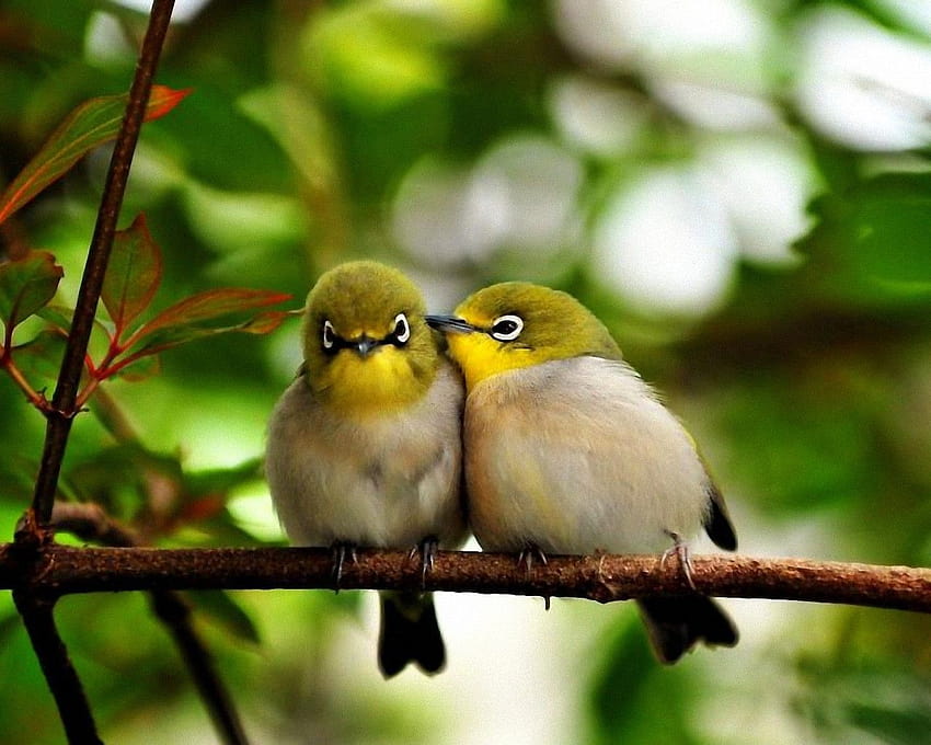 Cute Little Birds HD wallpaper