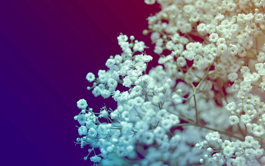 Flores Pequeñas Blancas Mac fondo de pantalla