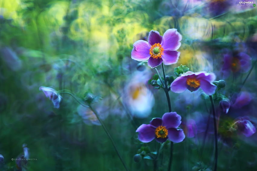 лилаво, японска анемона, цветя, цвете от анемона HD тапет