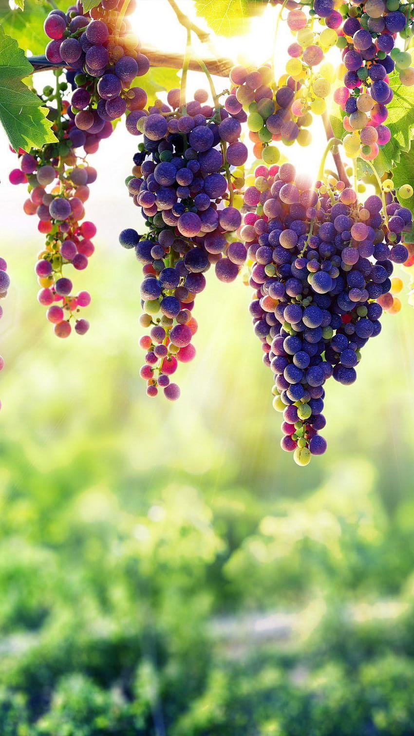 Grapes Pure Ultra Mobile, android pohon buah wallpaper ponsel HD