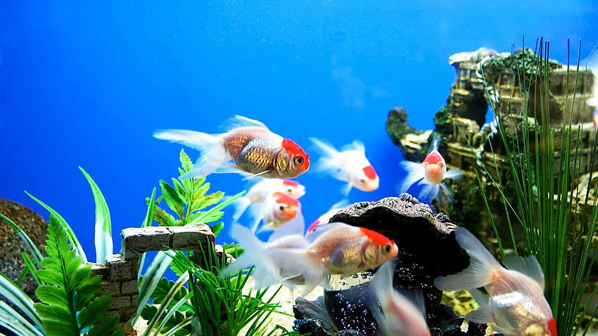 Аквариумна група, декоративни рибки HD тапет