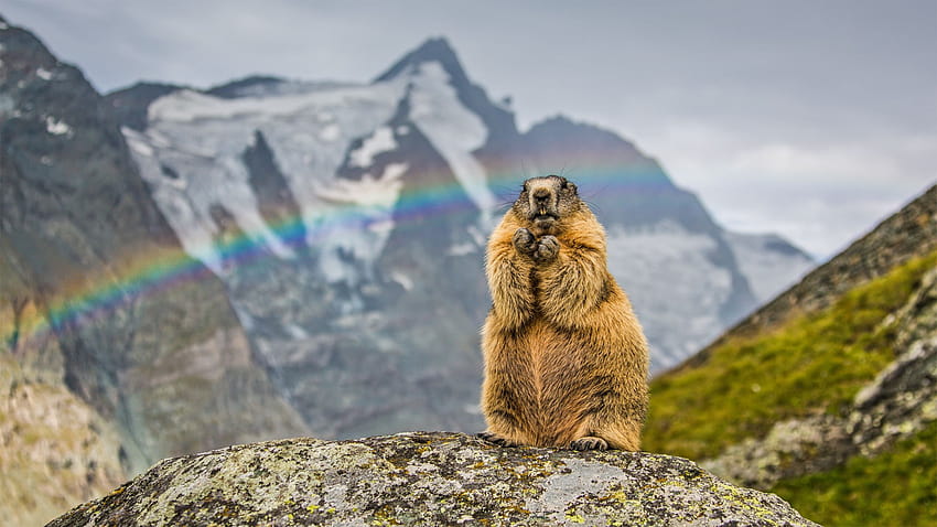 54149 marmota, montaña, arco iris, fauna, roedor, marmota alpina fondo de pantalla