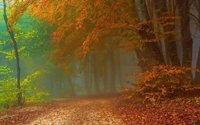 Weg im nebligen Herbstwald, nebliger Herbstwaldweg HD-Hintergrundbild