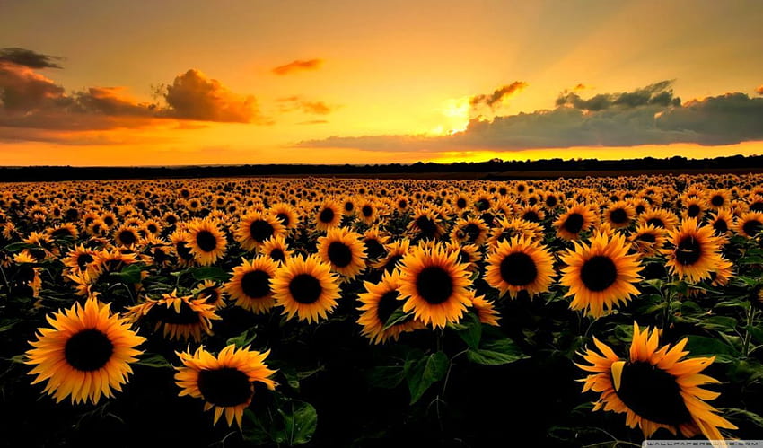 Download Sunflower Wallpaper
