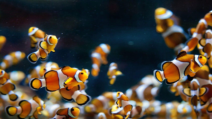 School of Tropical Fish High Definition, backgrounds of clowns HD wallpaper