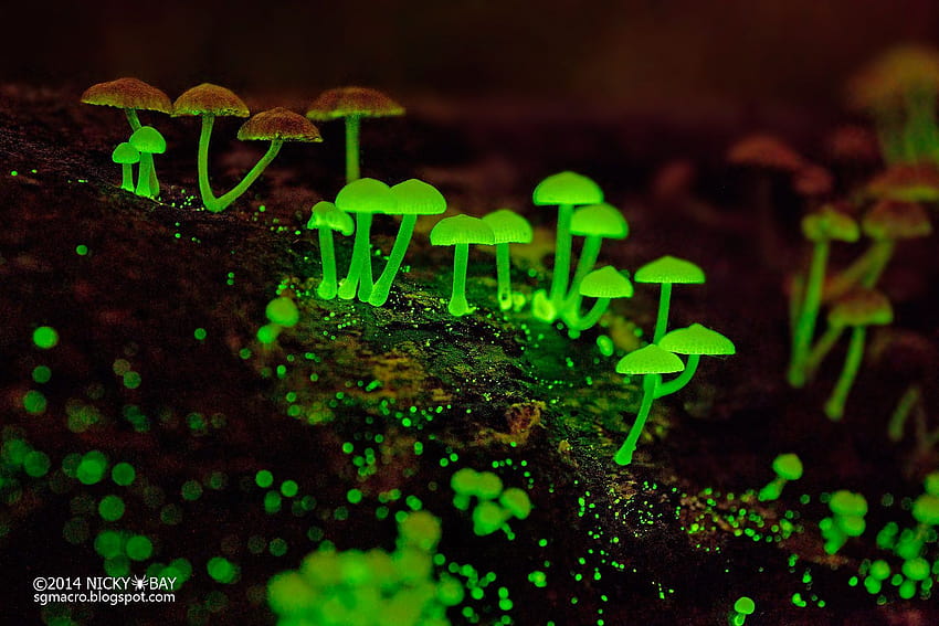 Fungos bioluminescentes papel de parede HD