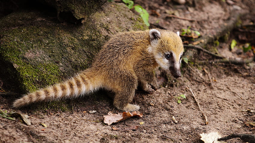 Coatimundis: The most adorable animal you've never heard of HD ...