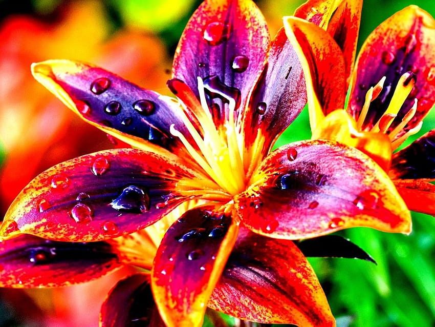 Lilies Nature Colorful Flowers High Contrast 4670 : 13, high contrast mode HD wallpaper