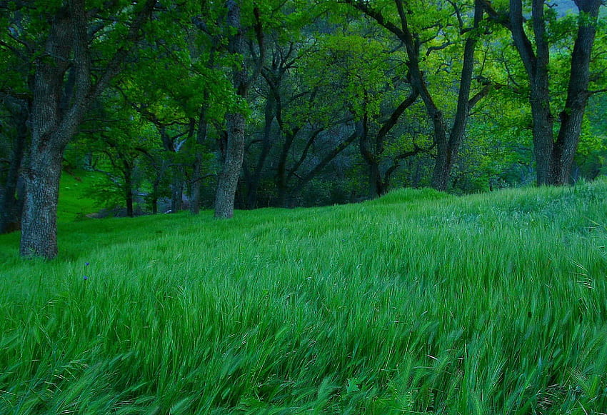 Bosque verde Wallpaper HD