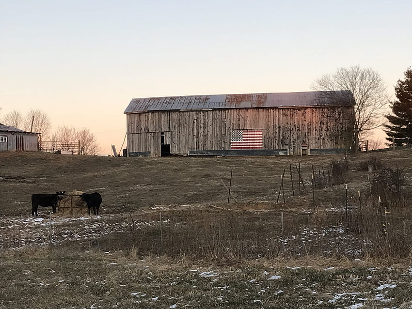 Scheune, Weide, Kühe, Vieh, amerikanische Flagge, Winterflagge, Scheune, amerikanische Scheune HD-Hintergrundbild