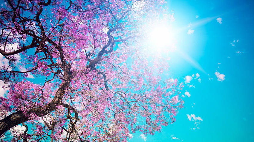Sky, Sun, Beautiful, High Definition, Blossom, Tree, Bloom, Pink, forest bloom HD wallpaper