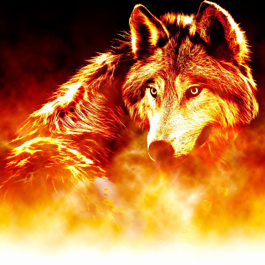 Ice Wolf vs Fire Tiger, lupi di fuoco e ghiaccio Sfondo del telefono HD