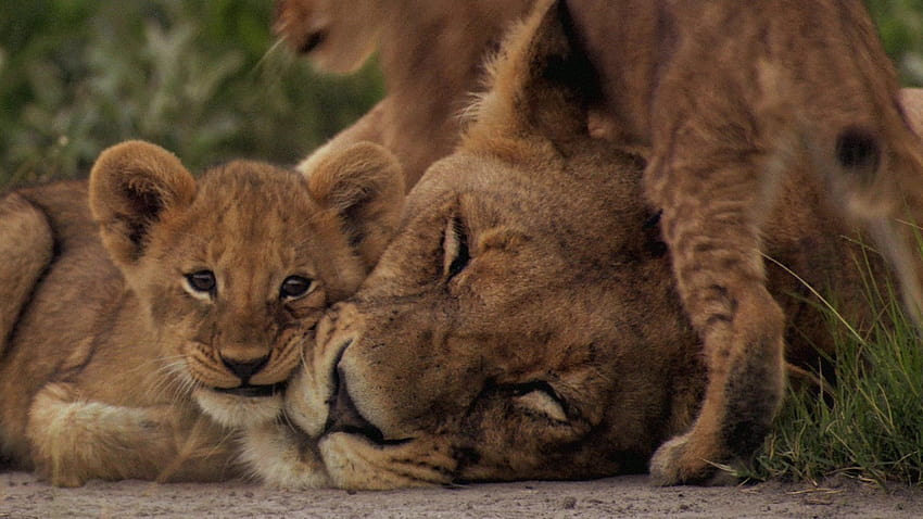 Löwenbabys mit Mama, Löwenmutter HD-Hintergrundbild