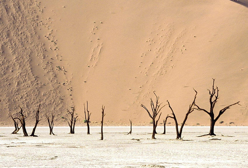 Namib Etiketi : Namib Coastal Southern Africa Angola HD duvar kağıdı