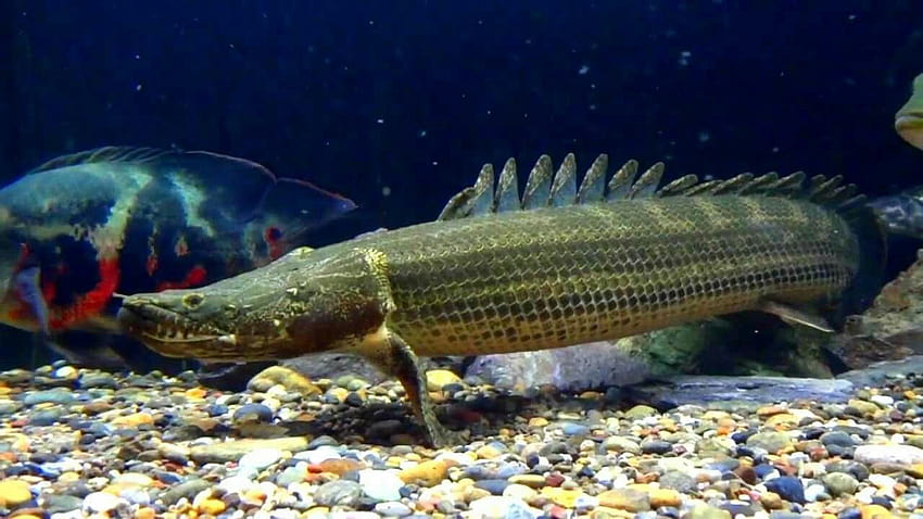 Pin auf African Freshwater Fish Catalog, polypterus HD-Hintergrundbild
