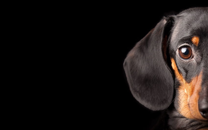 Dachshund, wiener dog black HD wallpaper