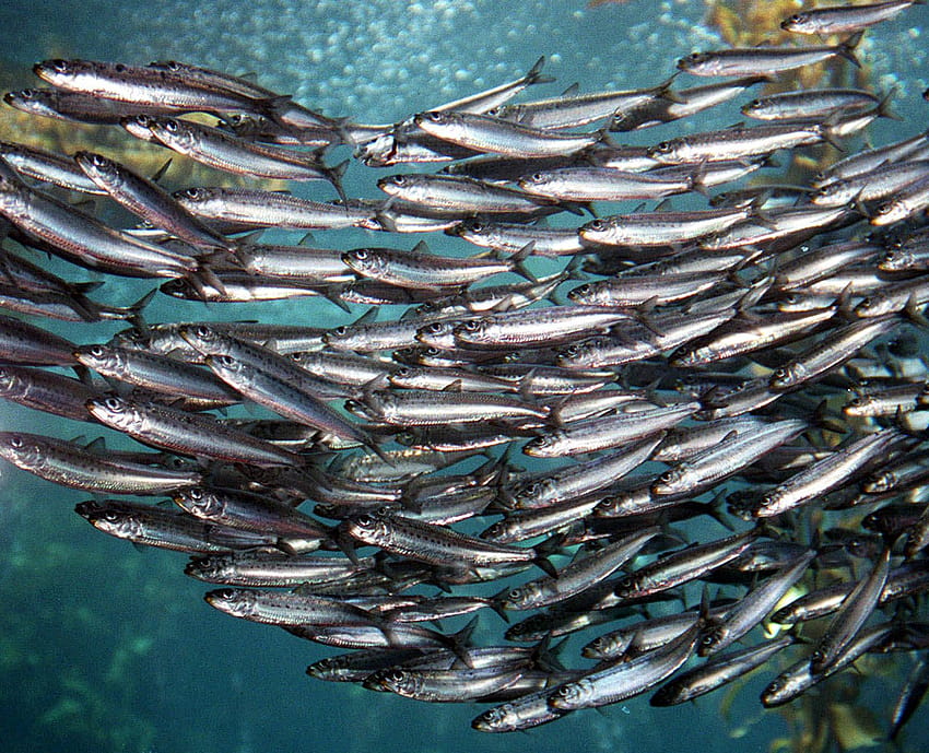 Best 5 Sardine on Hip, sardines HD wallpaper