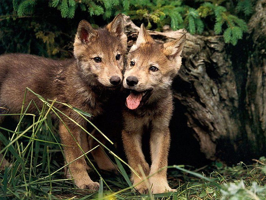 wolf pups HD wallpaper