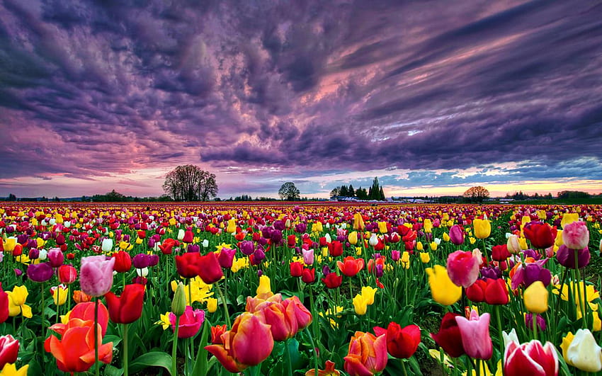 Flores de tulipanes de campo fondo de pantalla